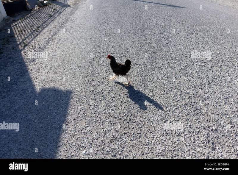Best chicken road demo in Netherlands
